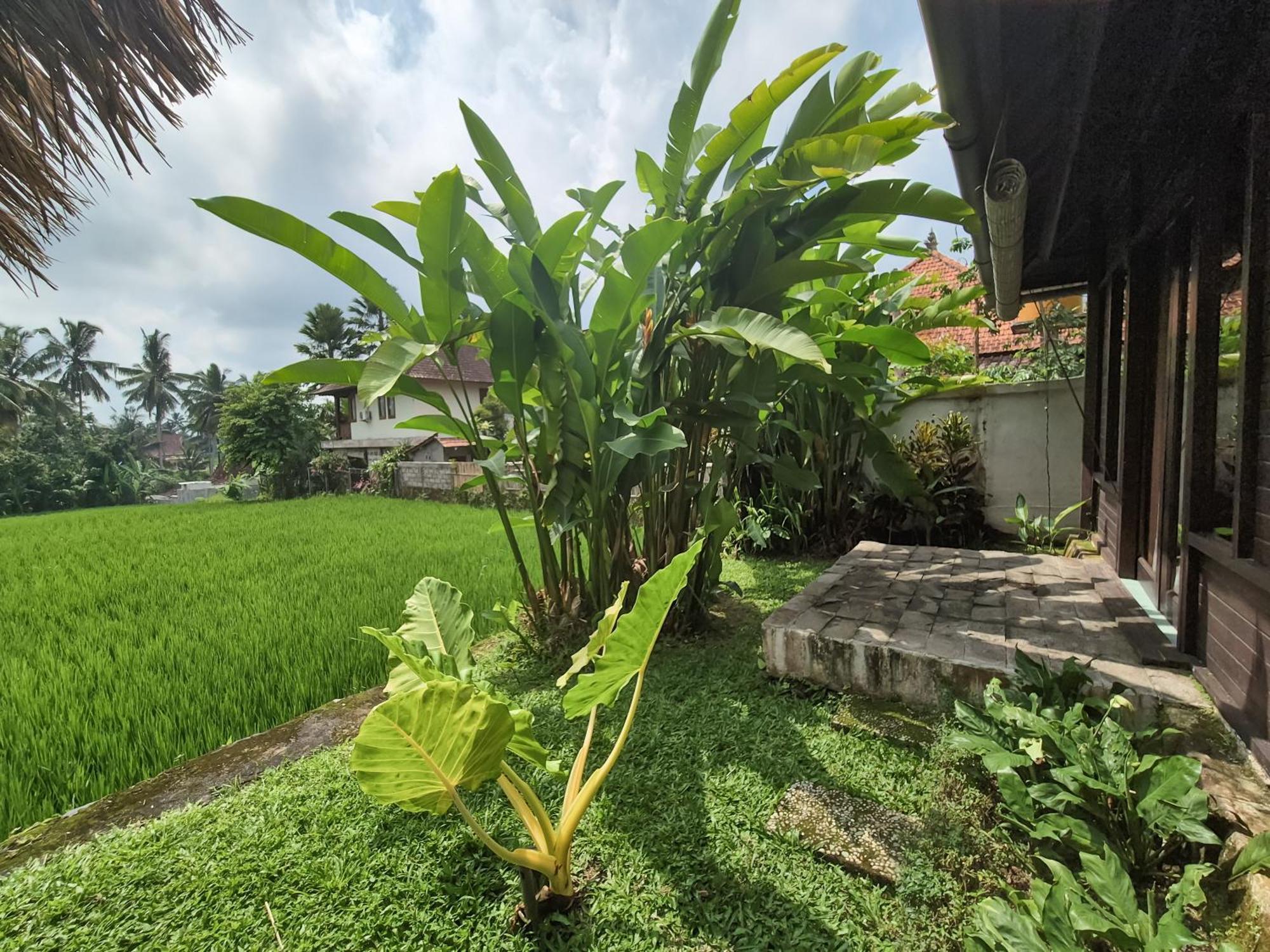 Villa Padi Menari Ubud  Luaran gambar